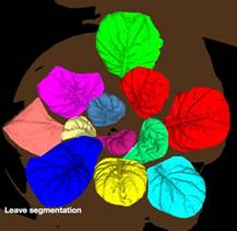 ../../../../产品手艺/荧光手艺/PSI/2016/PlantScreen/20160727/leaf%20segmentation.jpg